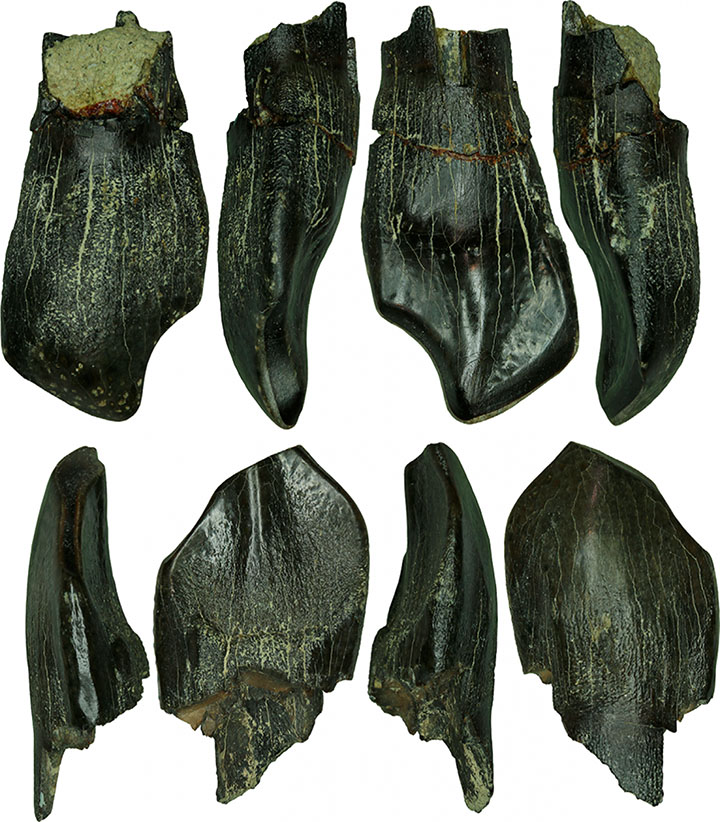 Teeth of adult sauropods