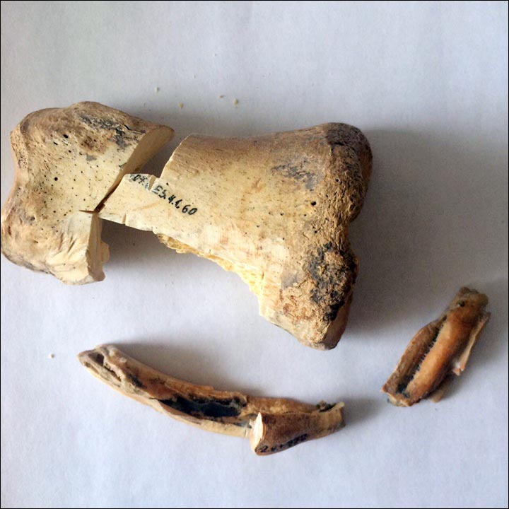 Horse's bone