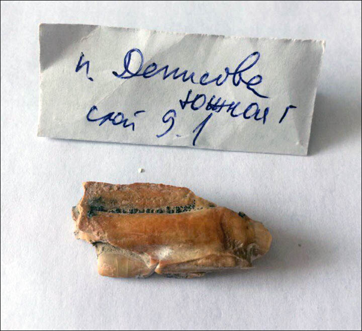Horse's bone