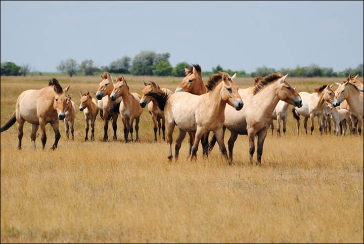 Przewalski's horse