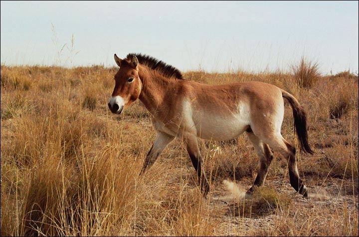 Przewalski's horse