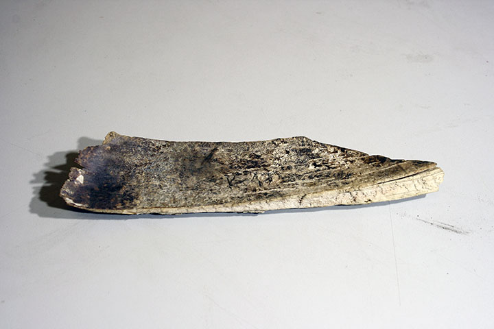 Ivory tool