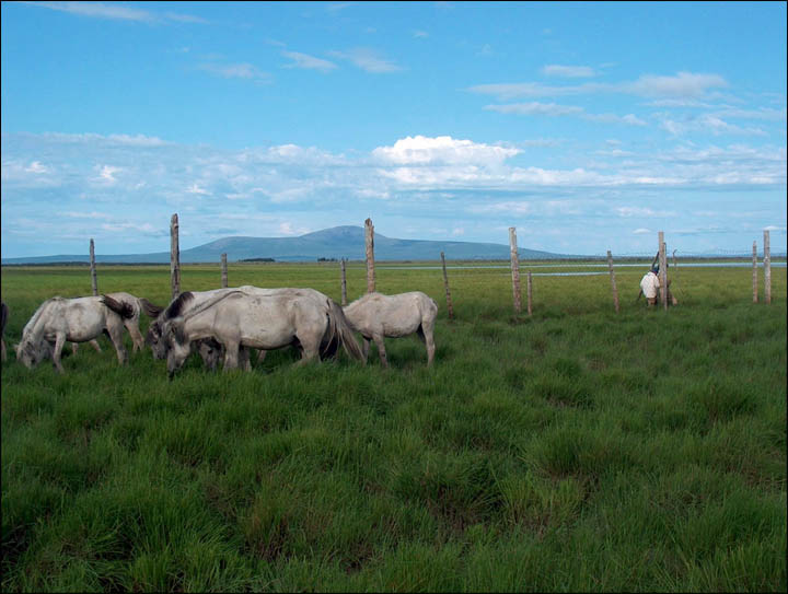 Pleistocene Park
