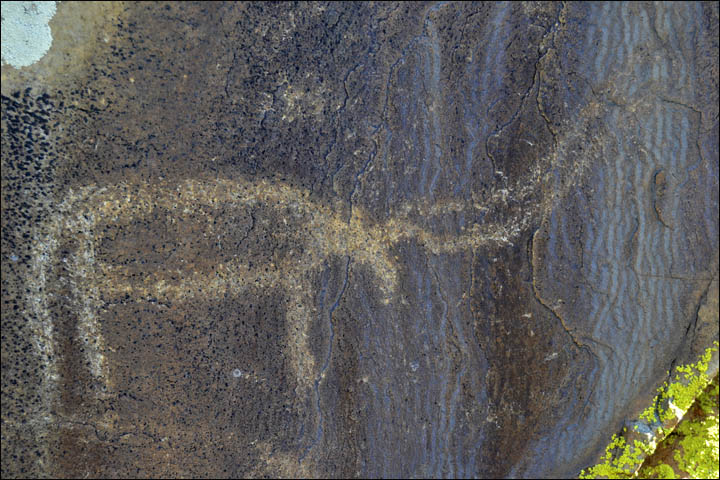 Long horned bull on Saldyar