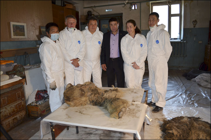 Woolly rhino Sasha research team