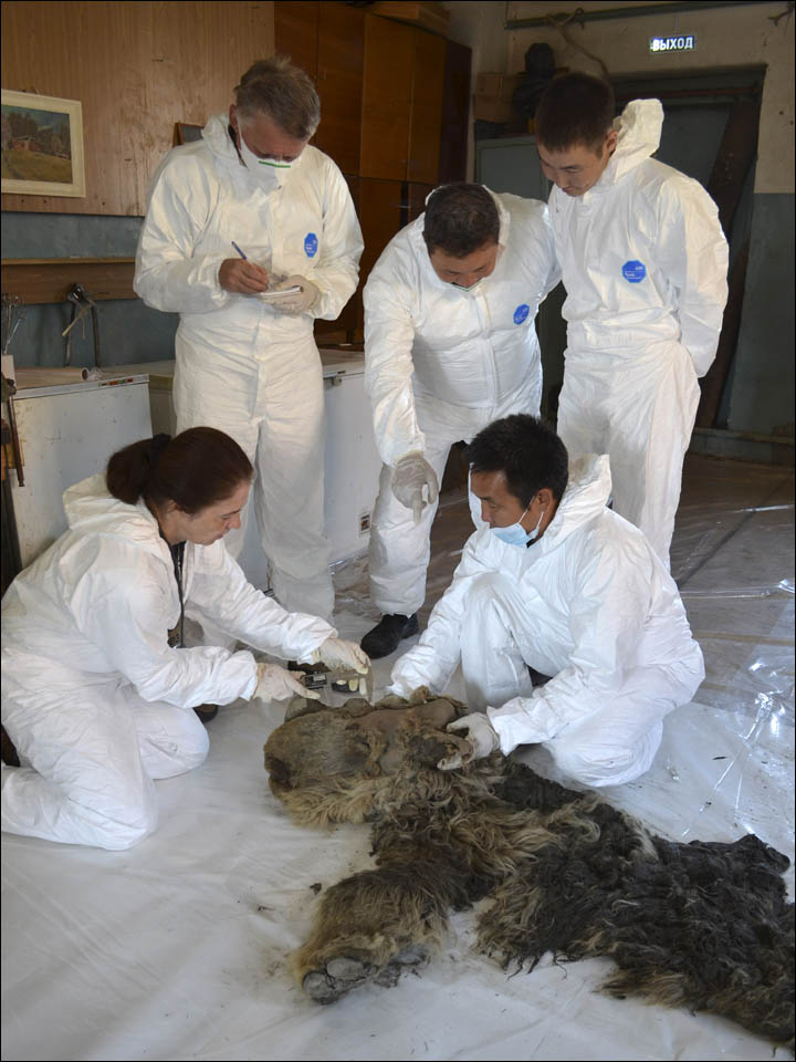 Woolly rhino Sasha