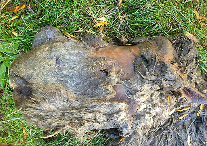 First pictures of remains at least 10,000 years old  found in Siberia's Sakha Republic