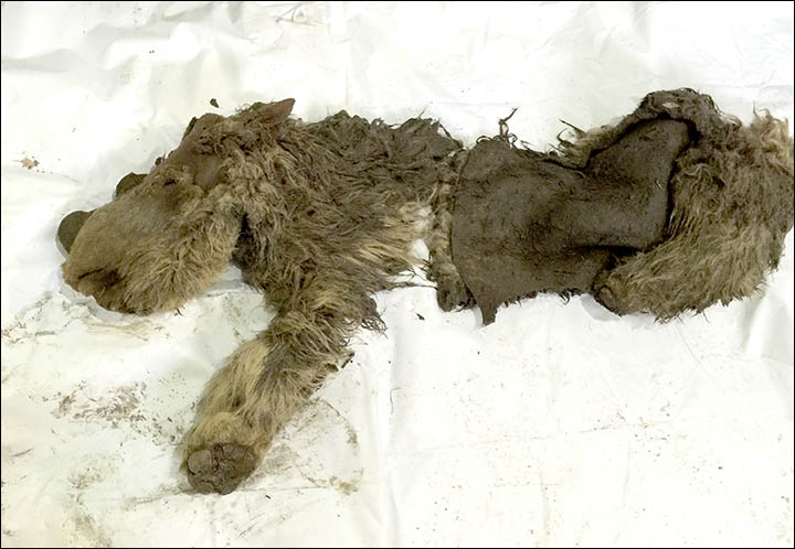 First pictures of remains at least 10,000 years old  found in Siberia's Sakha Republic