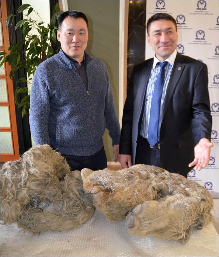 First pictures of remains at least 10,000 years old  found in Siberia's Sakha Republic