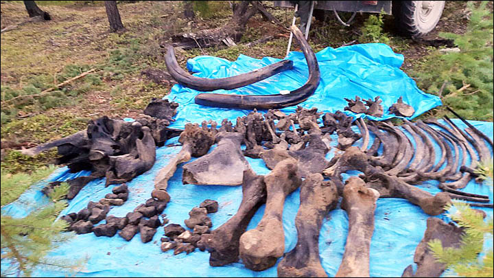 Steppe mammoth in Yakutia