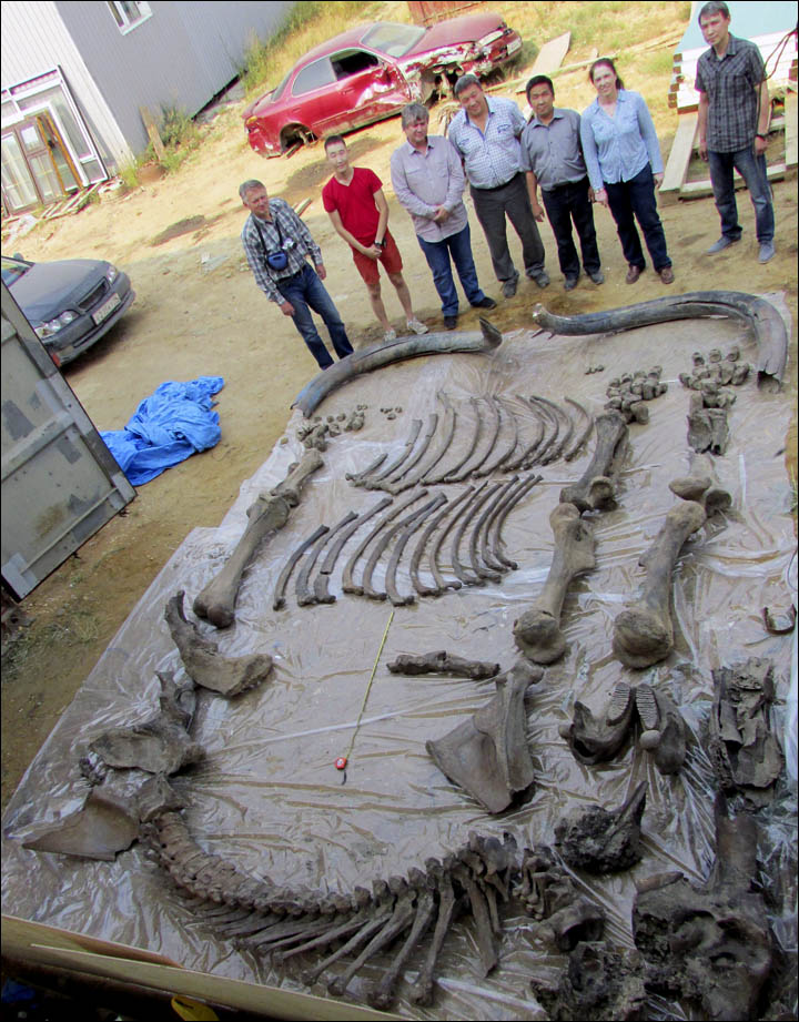 Steppe mammoth in Yakutia