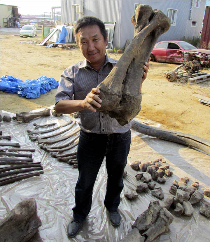 Steppe mammoth in Yakutia