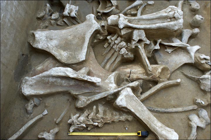 Bones