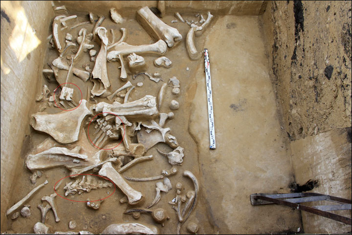 Bones