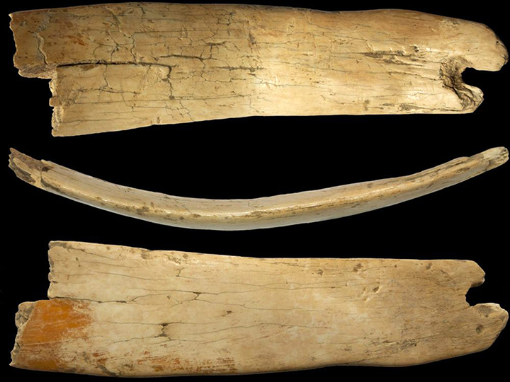 50,000 year old tiara made of woolly mammoth ivory found in world famous Denisova Cave