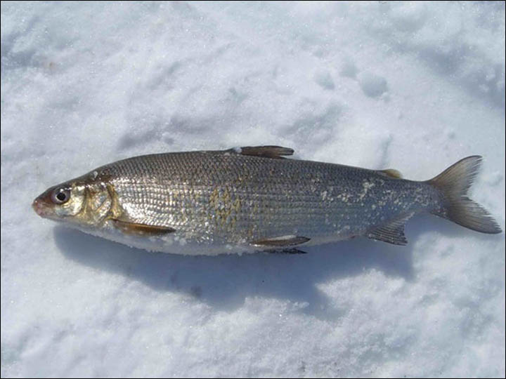 whitefish