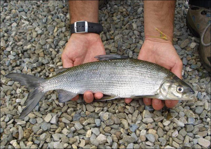 whitefish