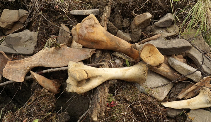 Scientists in fierce stand against bone hunters at mammoth graveyard 