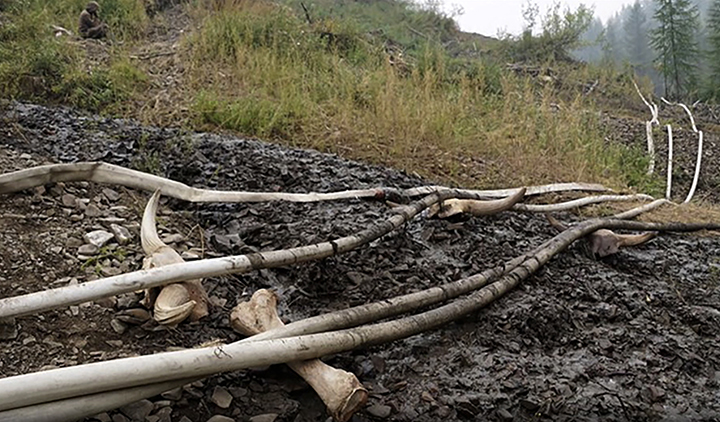 Scientists in fierce stand against bone hunters at mammoth graveyard 