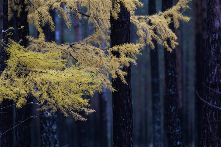 Traces of forest fires