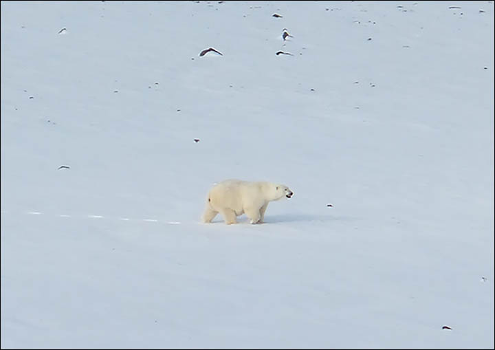 Polar bar on Zhokhov Island
