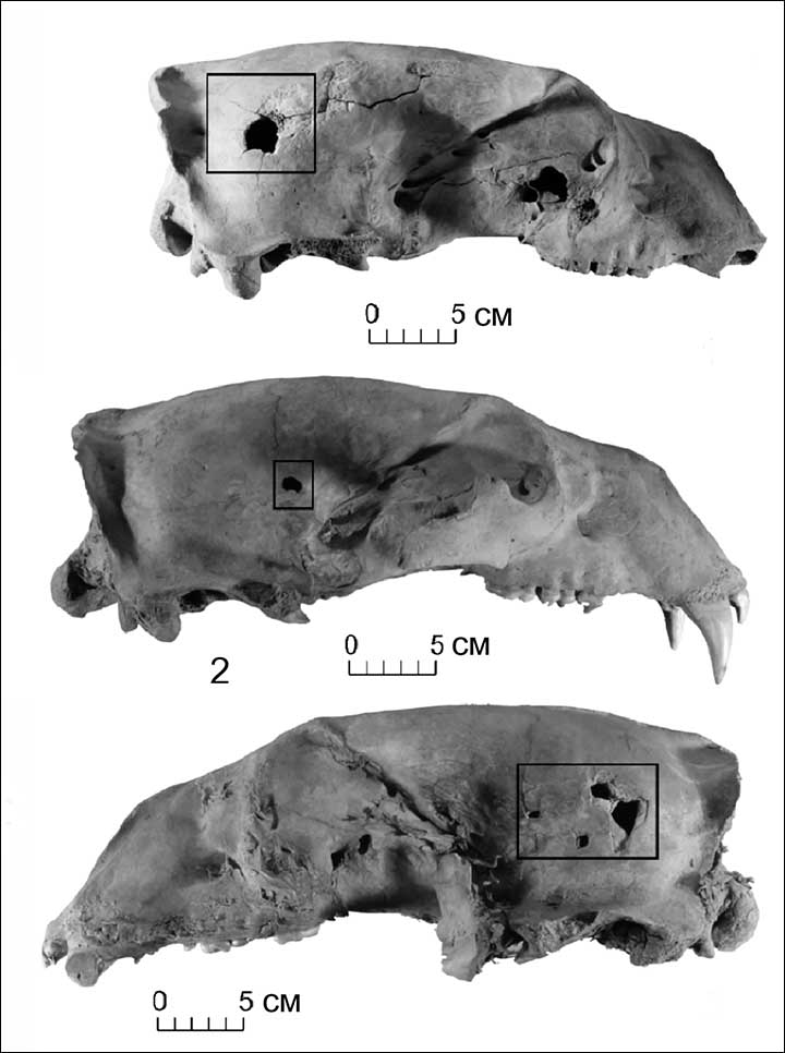 Polar bear skulls with injuries traces
