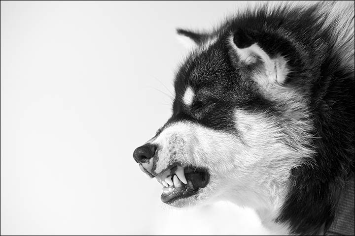 Greenland sledge dog