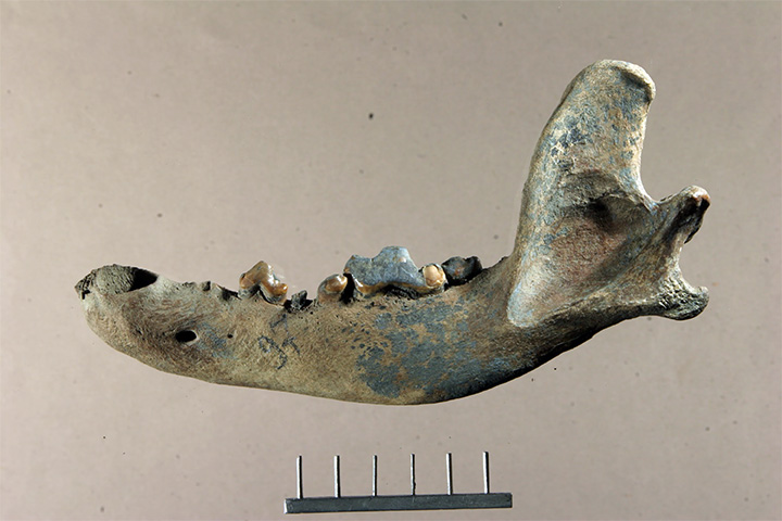 Lower jaw