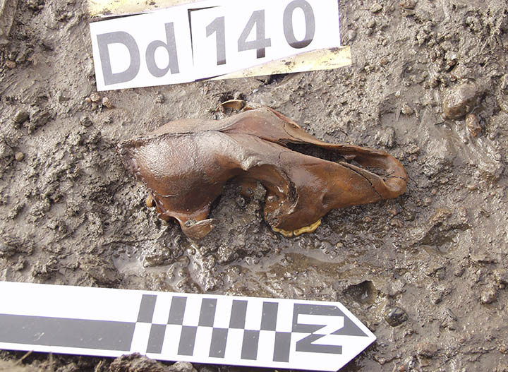 Dog skull