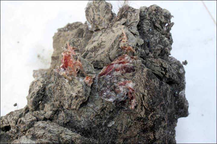 first ever sample of mammoth's blood Siberia