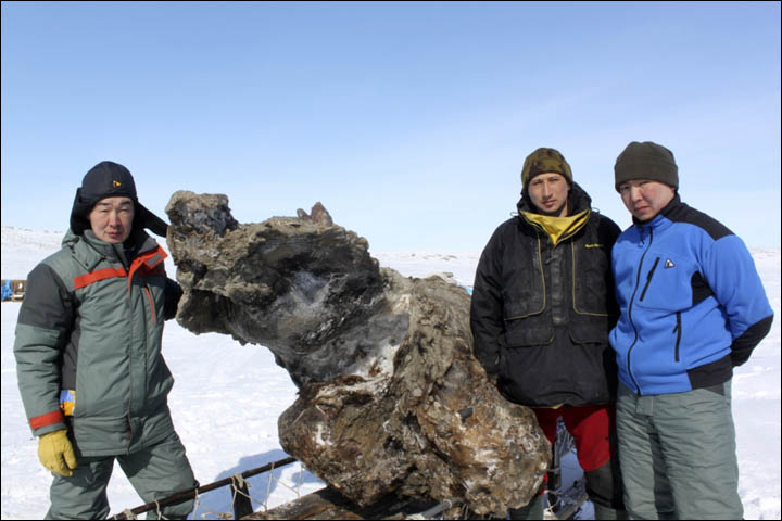 Malolyakhovsky mammoth