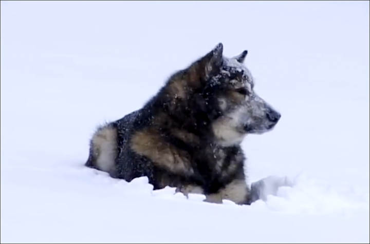 Hunters dog in the snow