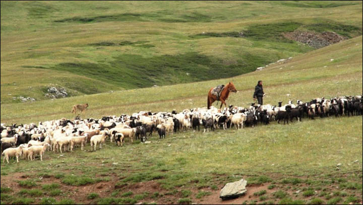 Shepherd with sheep in mountains