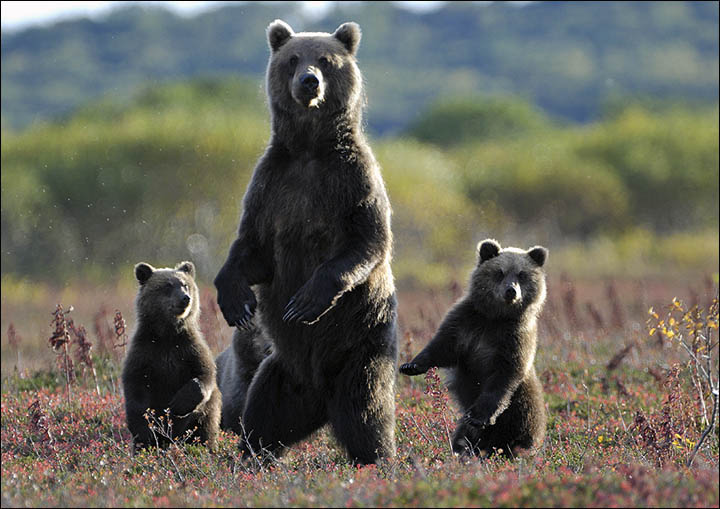 Bears on Kamchatka