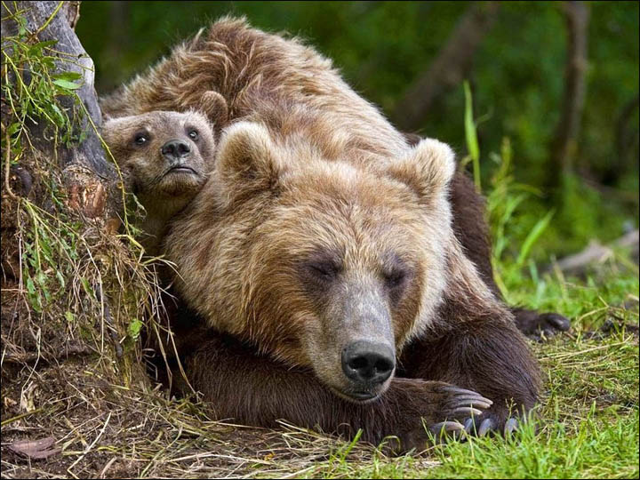 Bears on Kamchatka