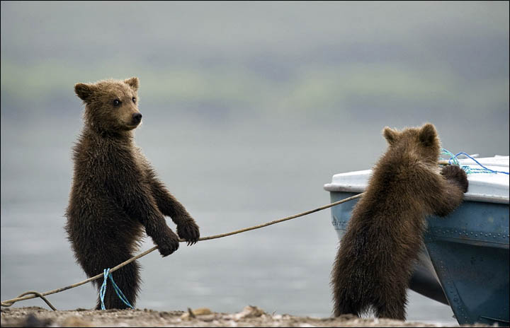 Bears on Kamchatka