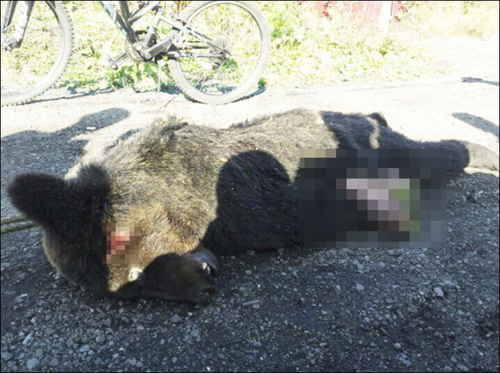 Brown bear killed