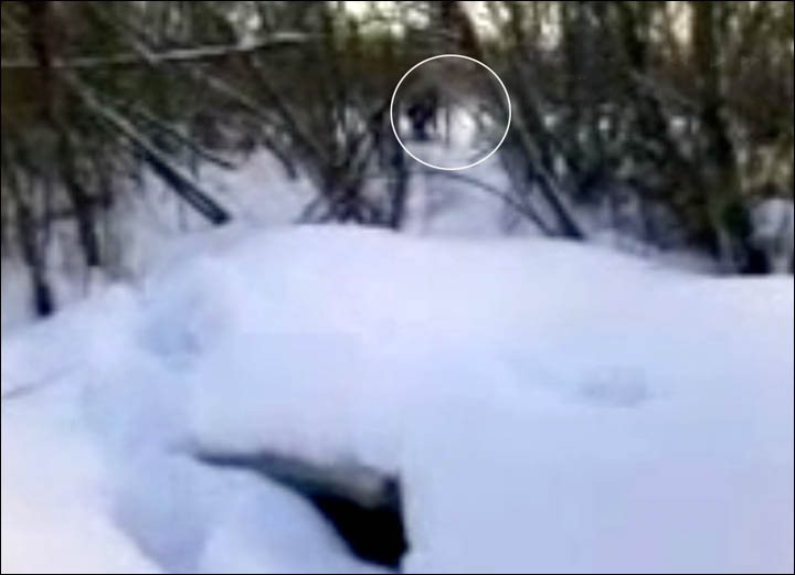 First sighting of baby Yeti in Siberia?