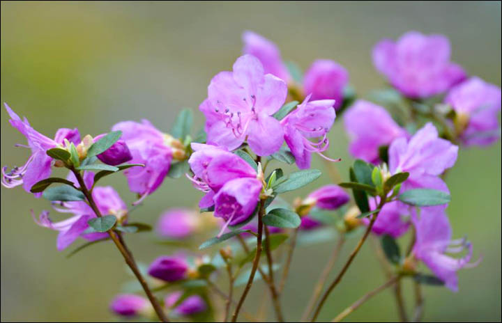 The Siberian Sakura