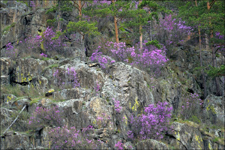 The Siberian Sakura by Alexander Tyryshkin