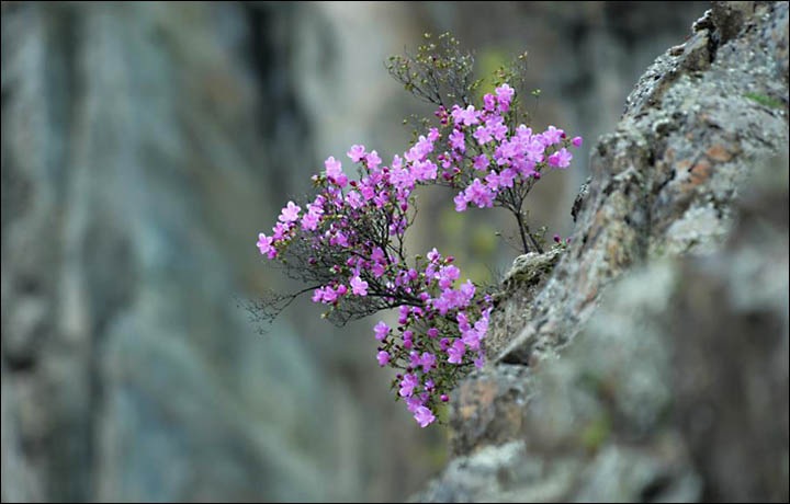 The Siberian Sakura by Alexander Tyryshkin